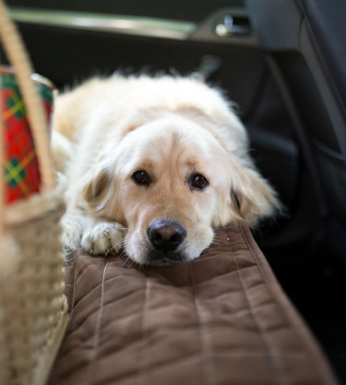 Car Seat or Couch Cover - Image 3